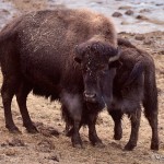 European Buffalo