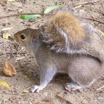 Hyde Park Squirrel