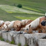 Piano Grande Horses