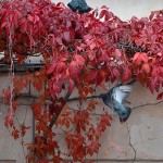 Pigeons in Venezia